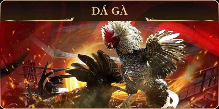 Cách Chơi Đá Gà GA28 Tại For88 Dễ Thắng Cho Người Mới 1 Cách Chơi Đá Gà GA28 Tại For88 Dễ Thắng Cho Người Mới