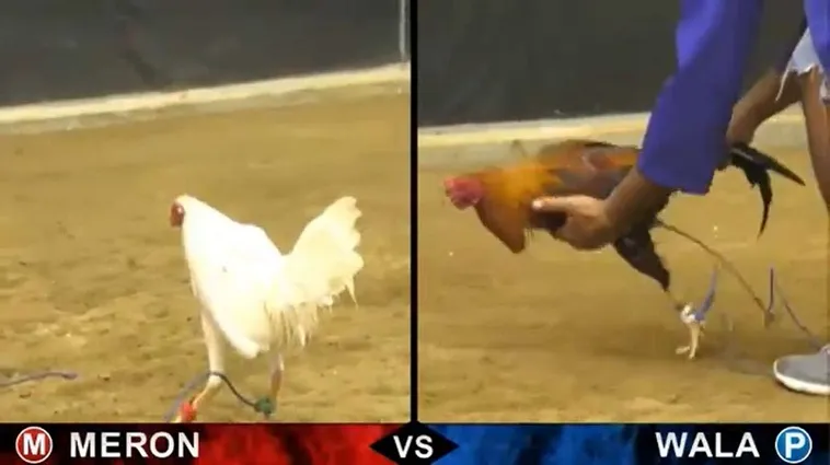 Đá Gà For88 - Trải Nghiệm Cá Cược Đỉnh Cao Hấp Dẫn Nhất 2025 1 Đá Gà For88 - Trải Nghiệm Cá Cược Đỉnh Cao Hấp Dẫn Nhất 2025