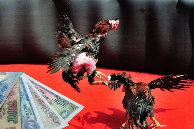 Bí Quyết Chơi Đá Gà Sabong Tại For88 Thắng Đậm Dành Cho Bạn 2 Bí Quyết Chơi Đá Gà Sabong Tại For88 Thắng Đậm Dành Cho Bạn